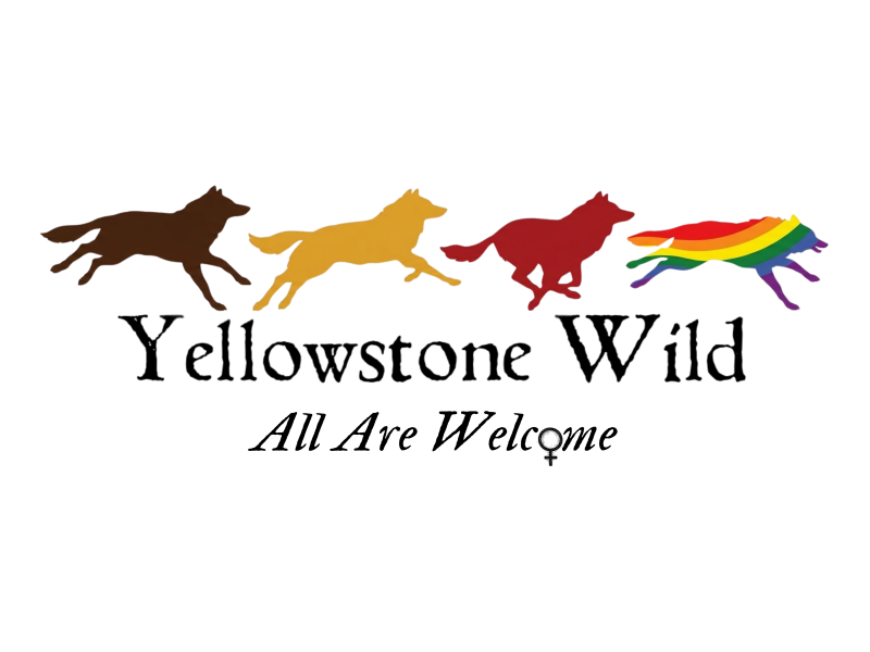 Four wolves in different colors and 'Yellowstone Wild: All Are Welcome' text.