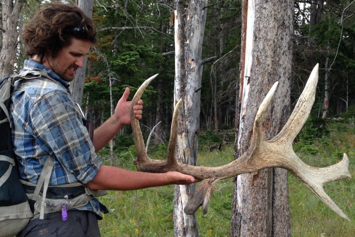 Man holding antlers of an elk found in the woods