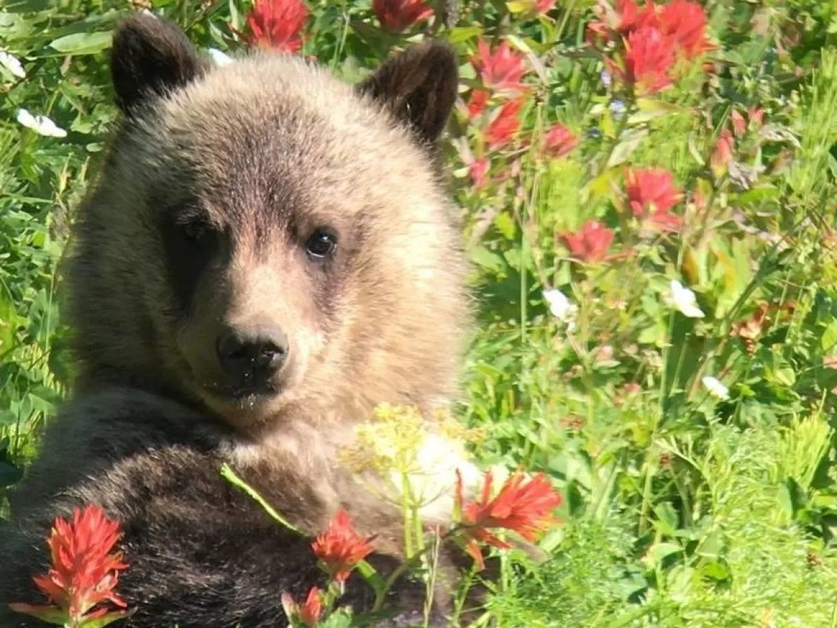 Bear cub sitting in tall grass