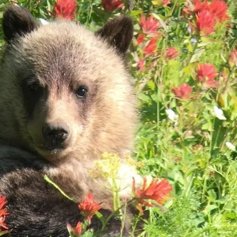 Bear cub sitting in tall grass