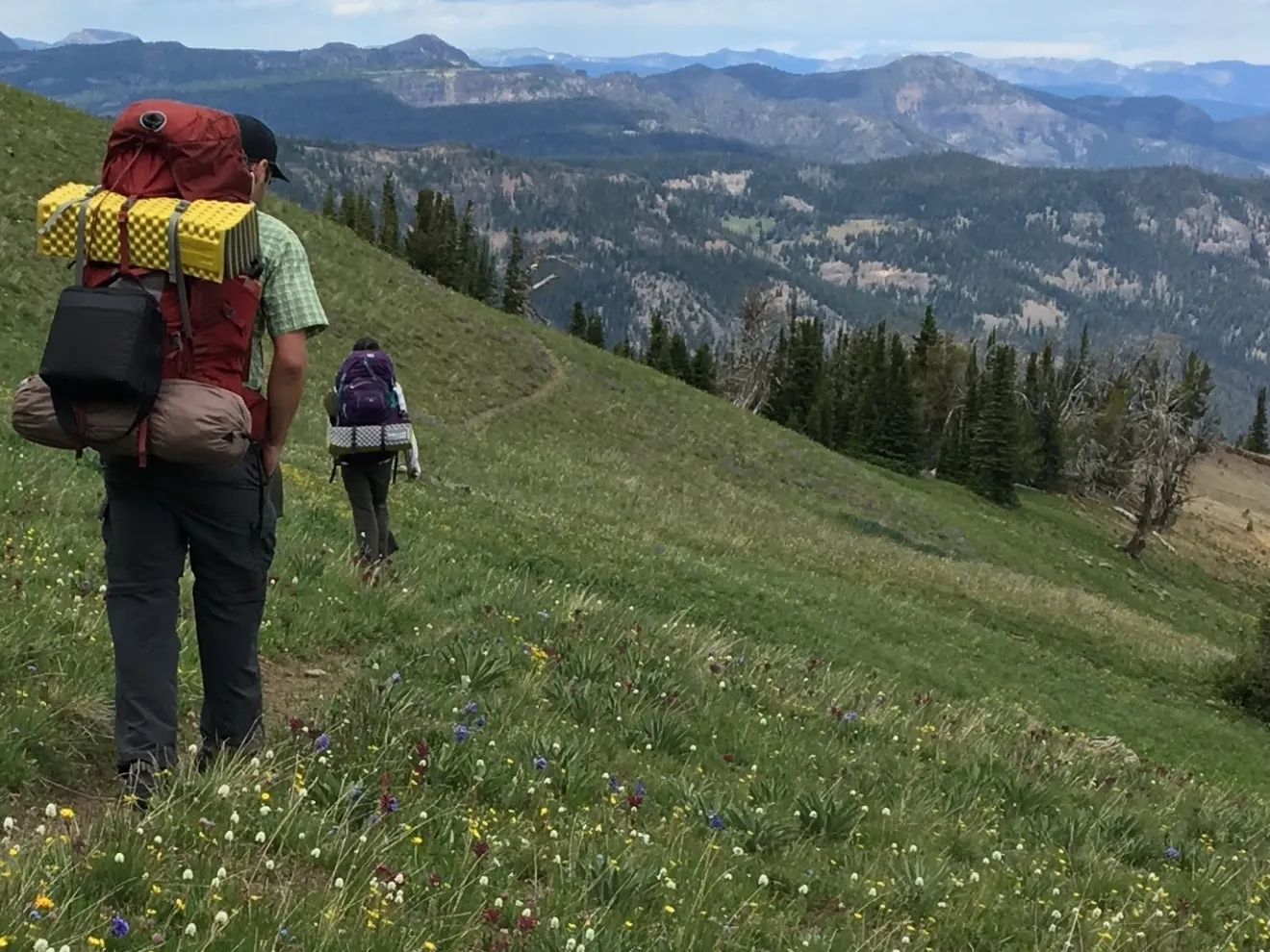 Two hikers walking along path in green meadow in Yellowstone