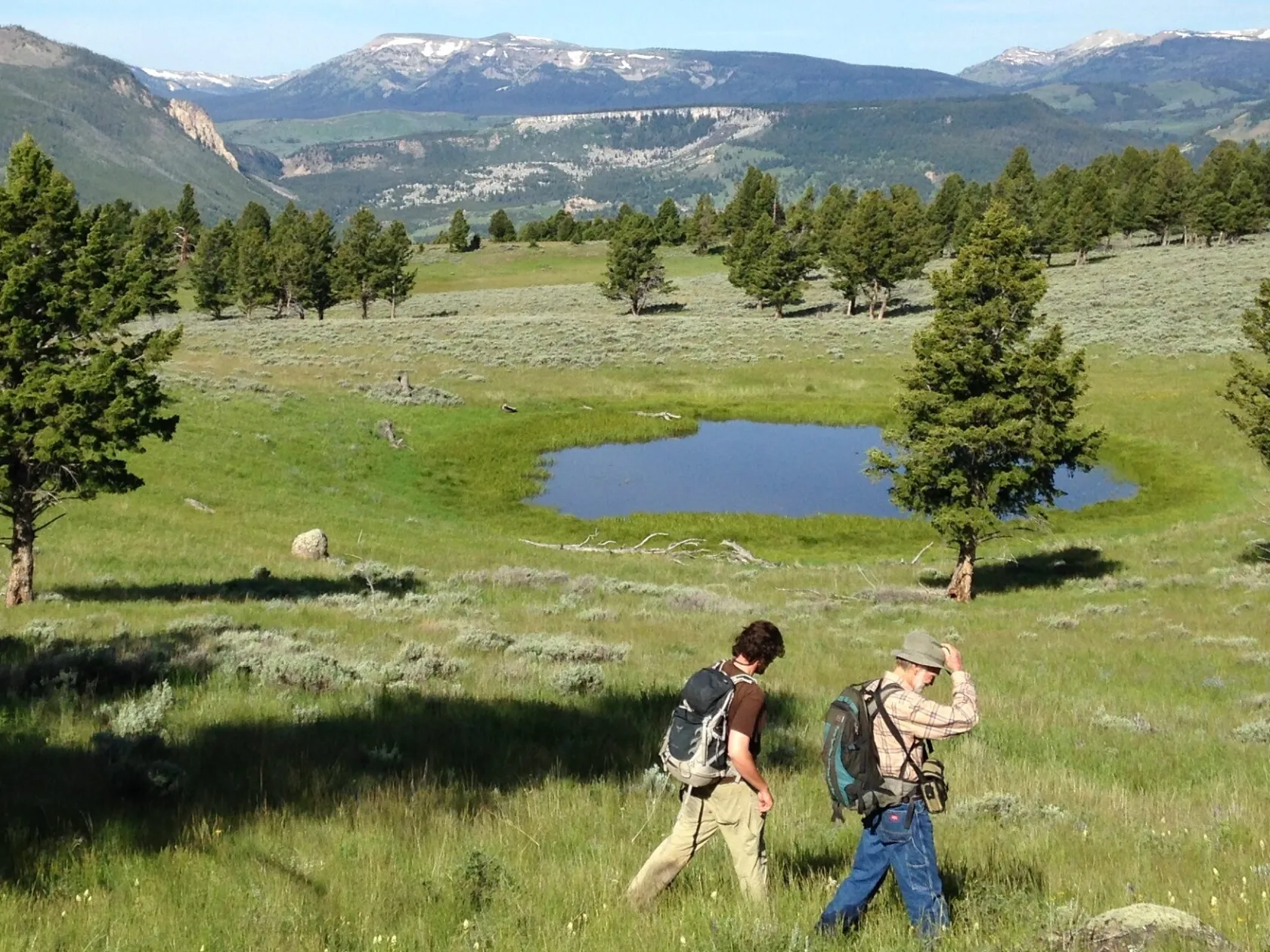 Two people walking across green meadow in Yellowstone National park