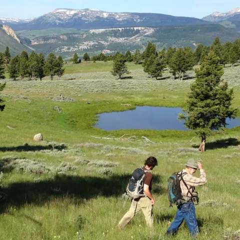 Two people walking across green meadow in Yellowstone National park