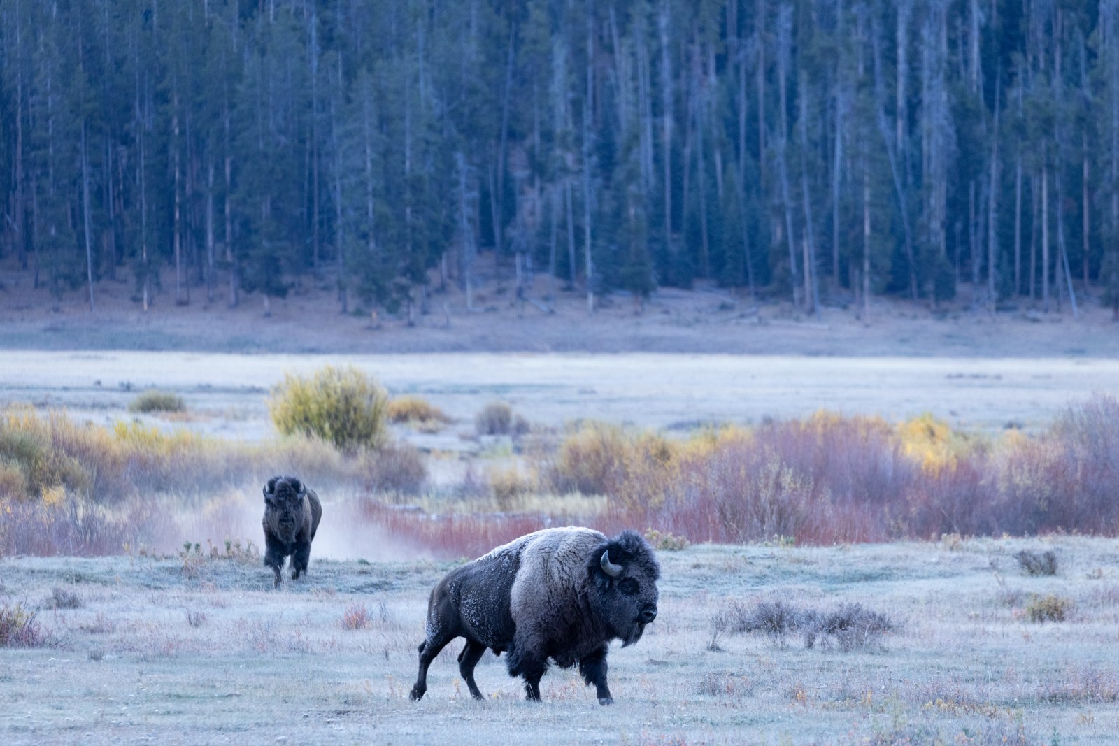a large brown bear walking across a grass covered field