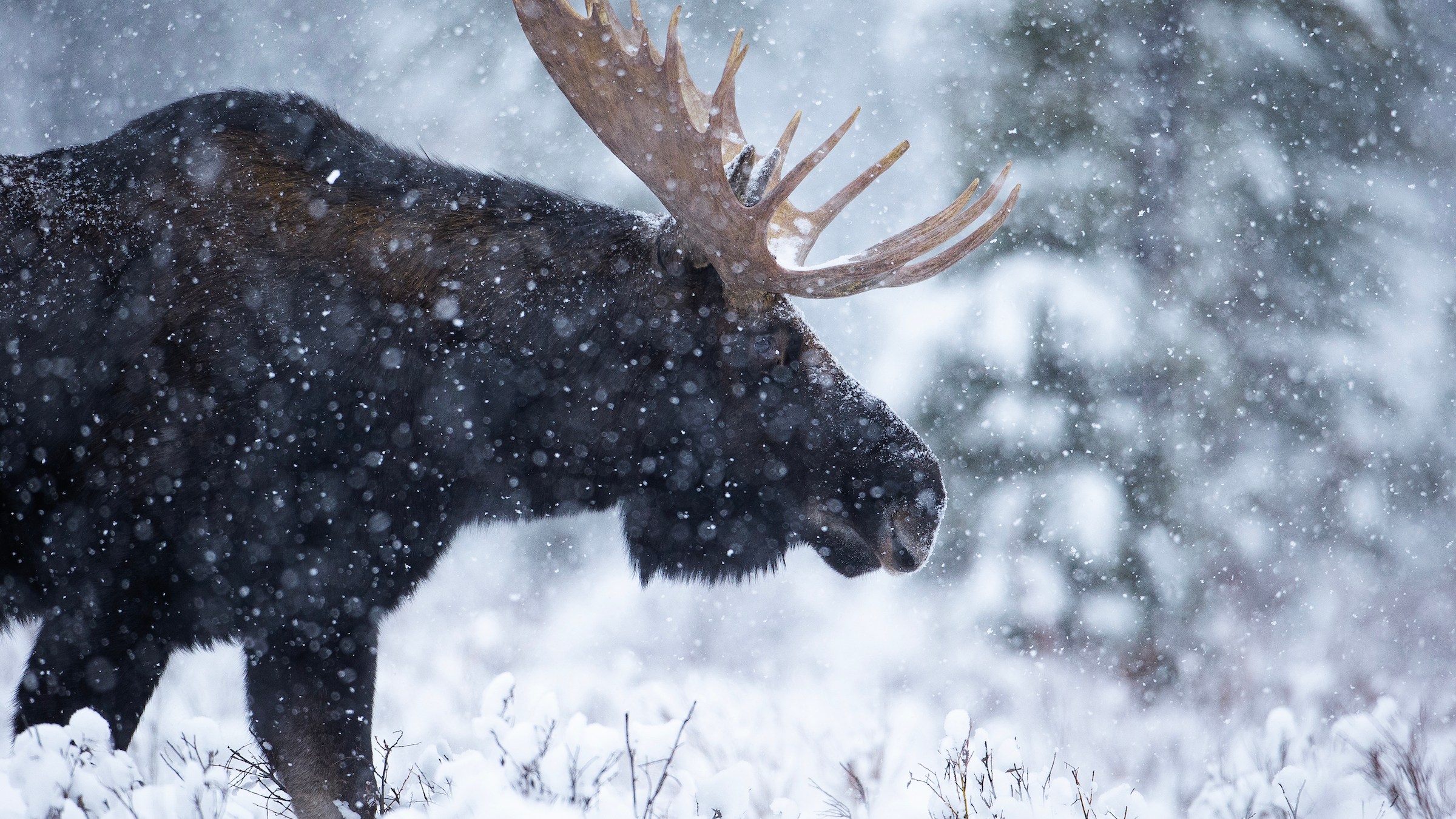 a dog that is covered in snow