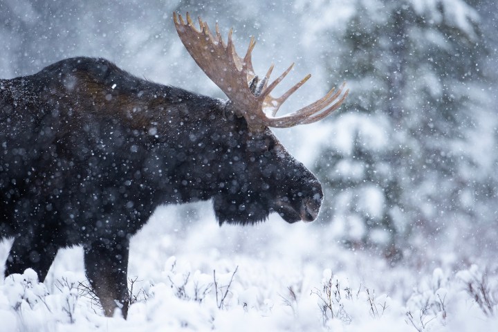 a dog that is covered in snow