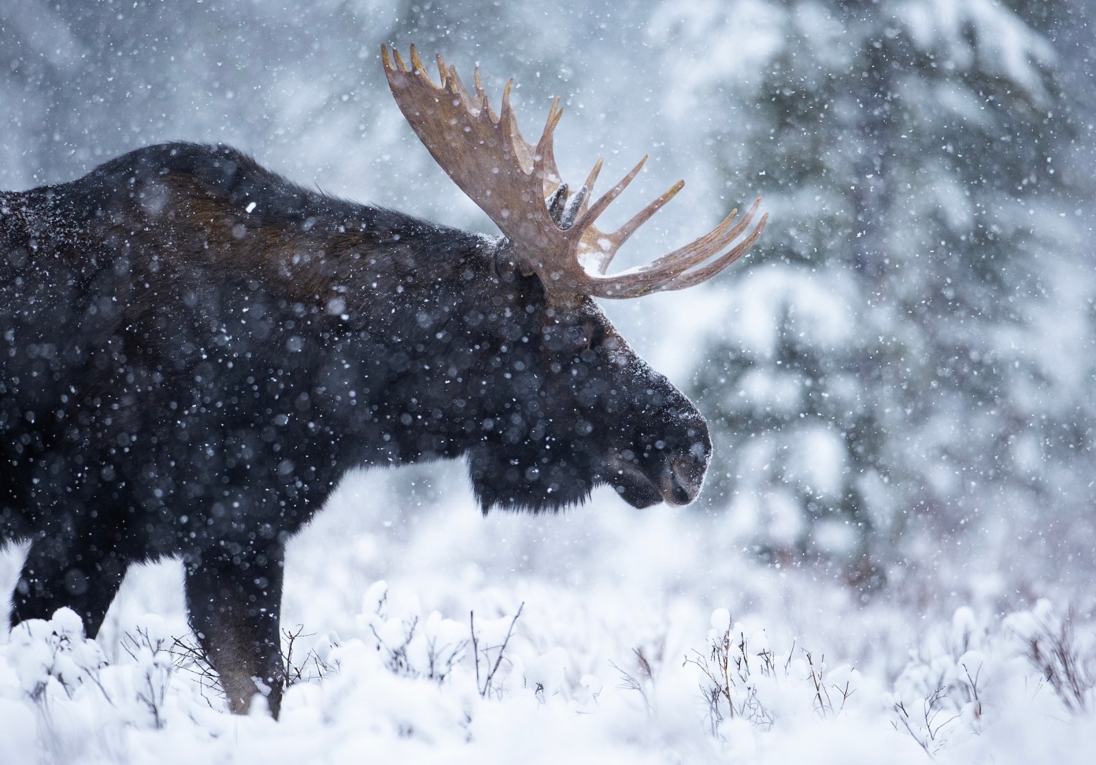 a dog that is covered in snow