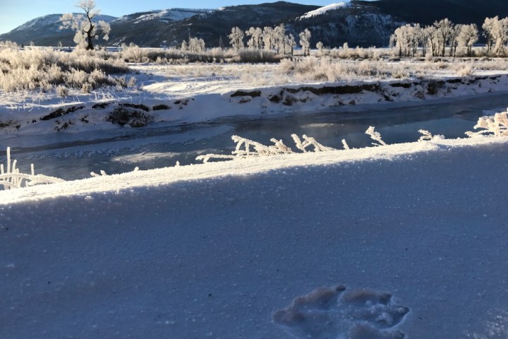 bear print in the snow