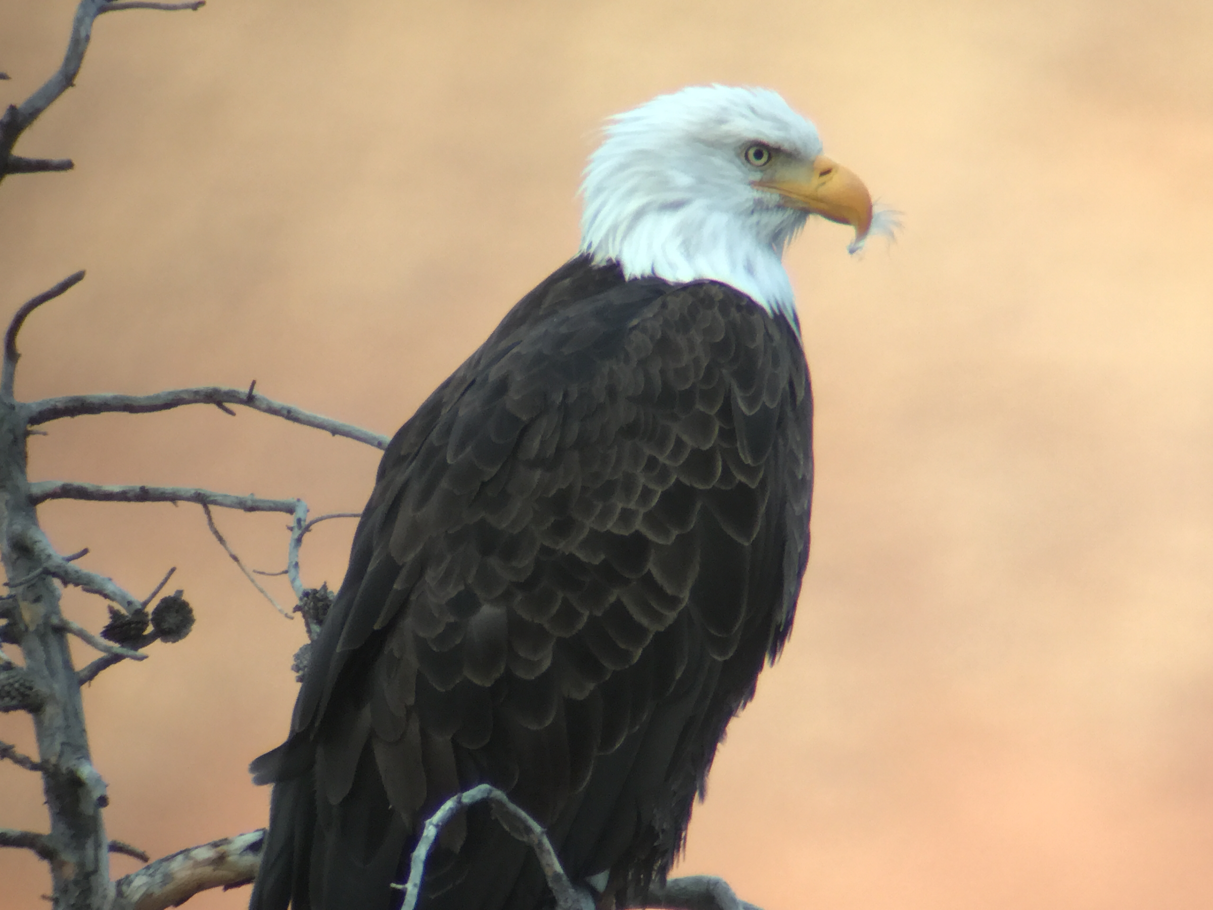 a bird perched on a tree branch