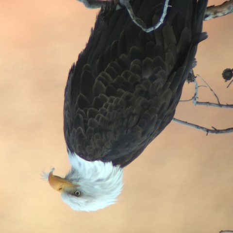 a bird perched on a tree branch