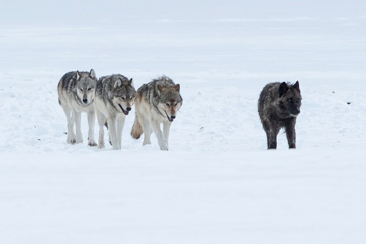 a wolf walking on a snow covered field