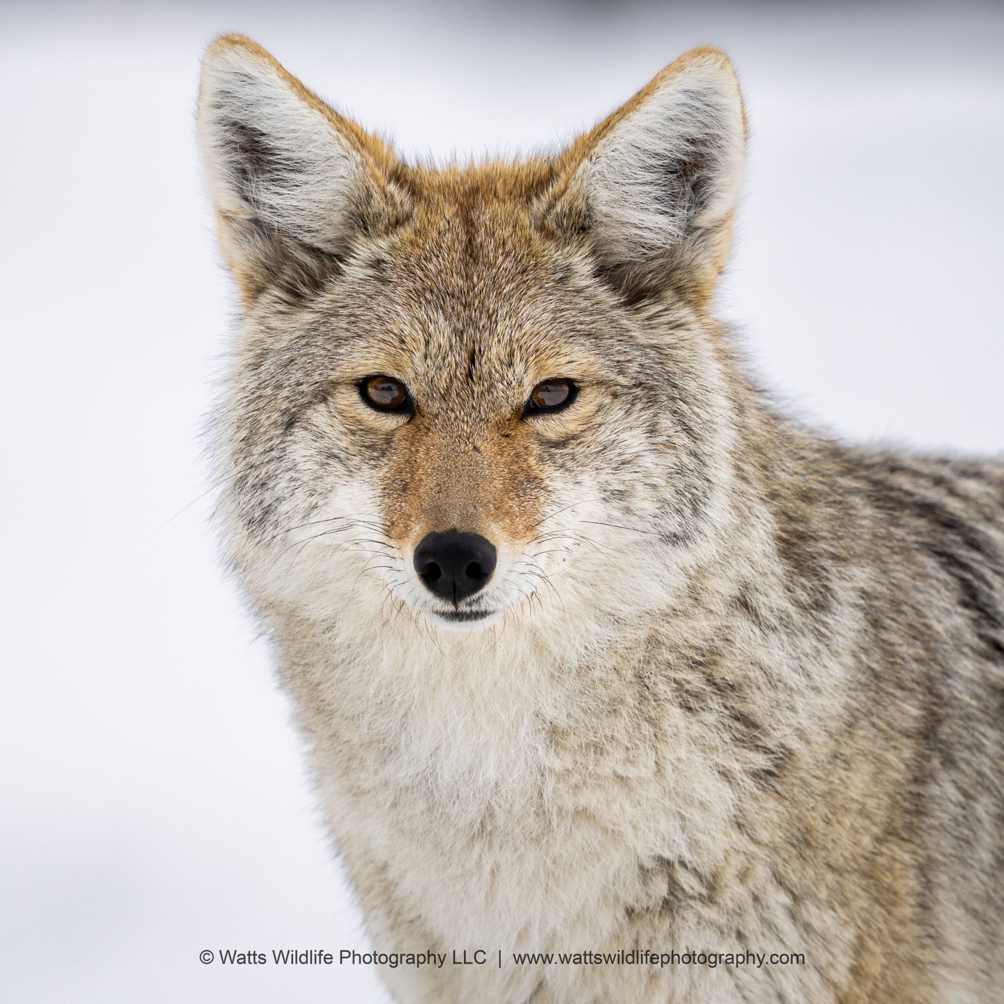 Evan – coyote portrait shot Yellowstone coyote looking directly at common
