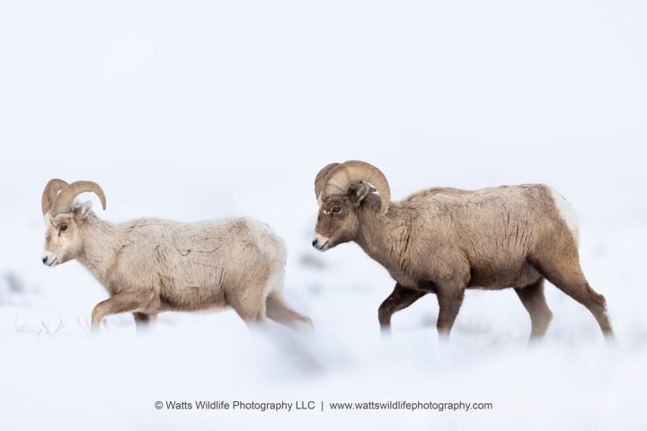 a herd of sheep standing on top of a field