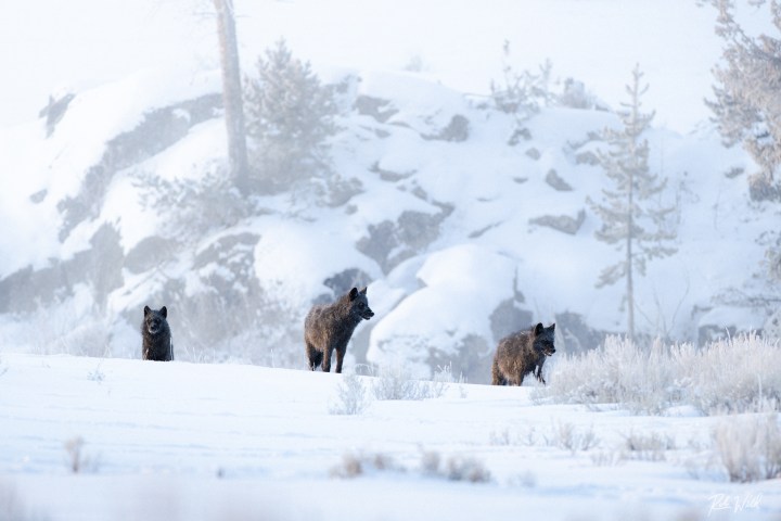 Three wolves walking on a snowy landscape with rocky background.