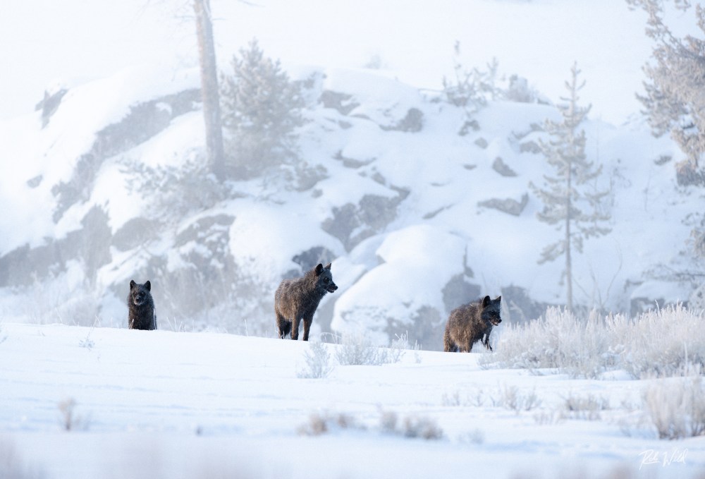 Three wolves walking on a snowy landscape with rocky background.
