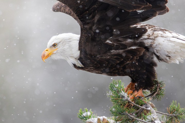 Bald eagle perched on a snowy tree branch, wings spread.
