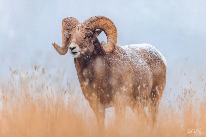 Bighorn sheep standing in snowy field with large curved horns.