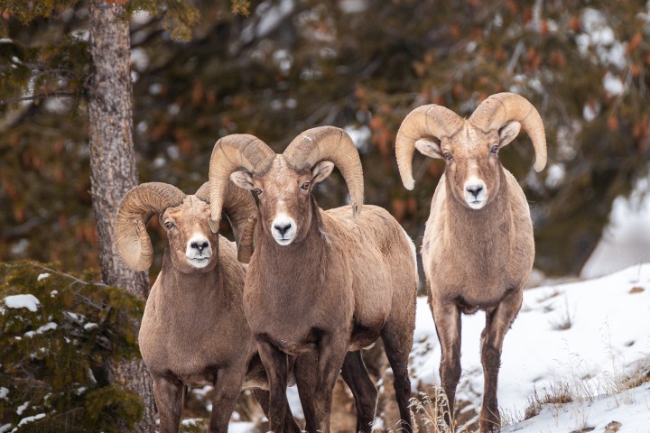 Three bighorn sheep standing on a snowy hill with trees in the background.