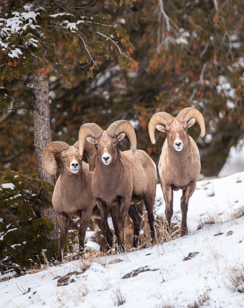 Three bighorn sheep standing on a snowy hill with trees in the background.