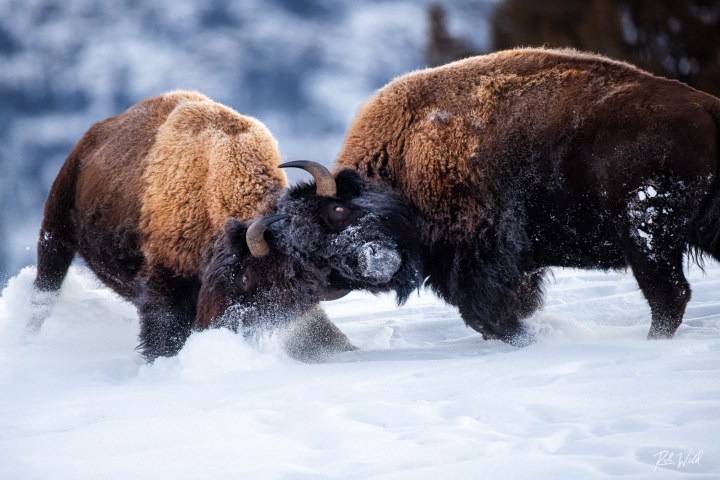 Two bison butting heads in snowy terrain.