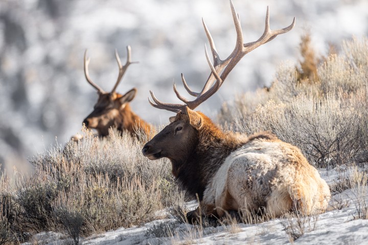 Two elk with large antlers resting on snowy ground.