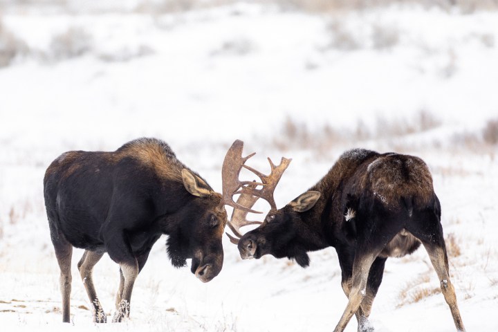 Two moose facing each other in a snowy landscape.