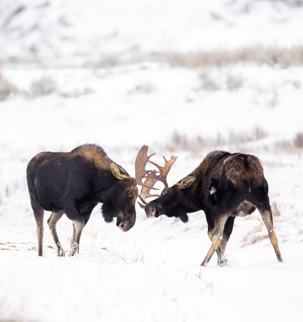 Two moose facing each other in a snowy landscape.