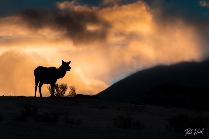 Silhouette of a deer on a hill at sunset with dramatic clouds.