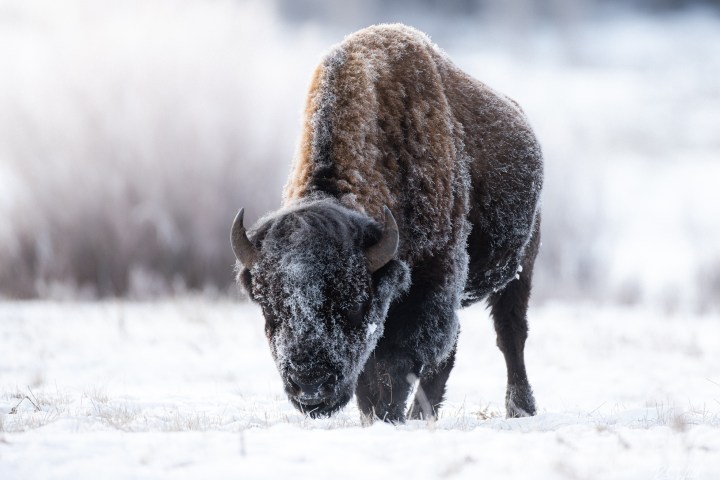Bison standing in a snowy landscape with frosted fur.