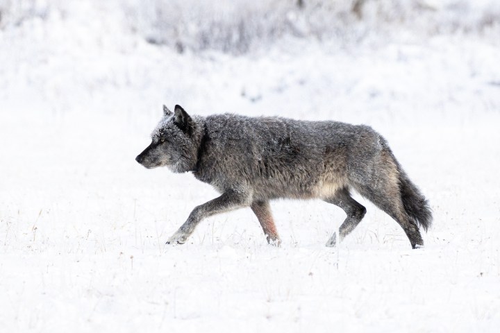 Gray wolf walking across a snowy field.