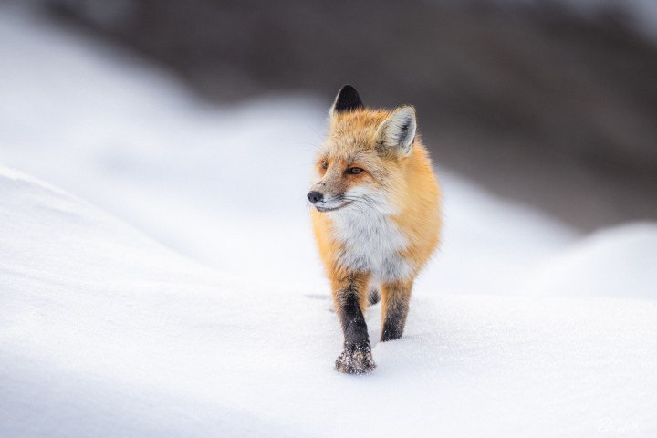 Red fox walking on snow with a blurred snowy background.