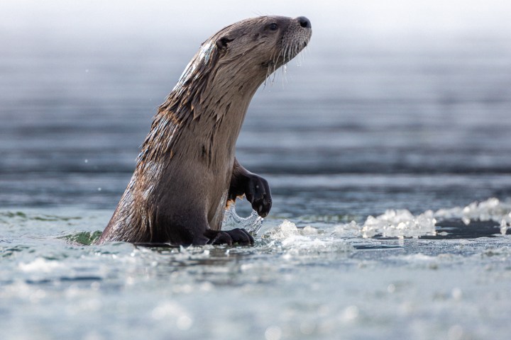 An otter standing upright in water, with a blurred background.