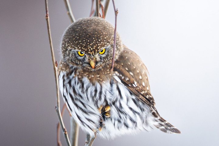 Small owl perched on a branch with a snowy backdrop.