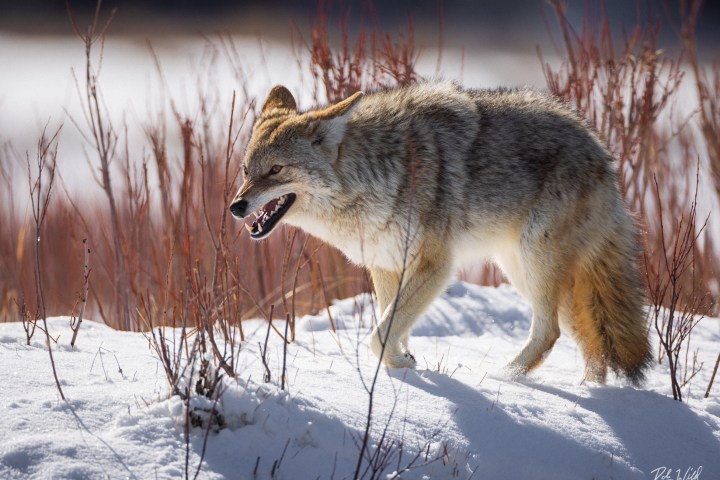 Coyote standing on snow with red bushes in the background.