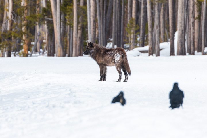a yearling black wolf and a raven walking across a snow covered slope