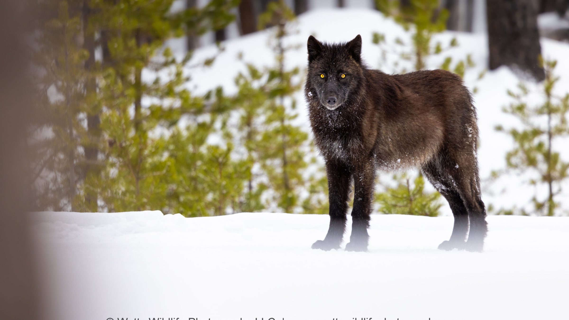 a black wolf in the snow - Yellowstone National Park