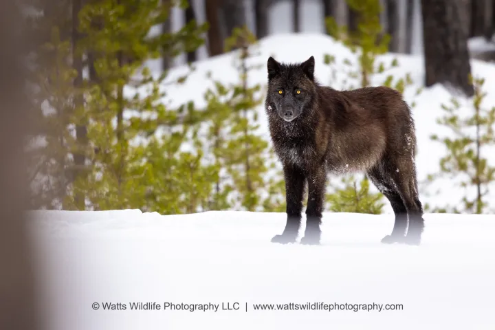 a black wolf in the snow - Yellowstone National Park