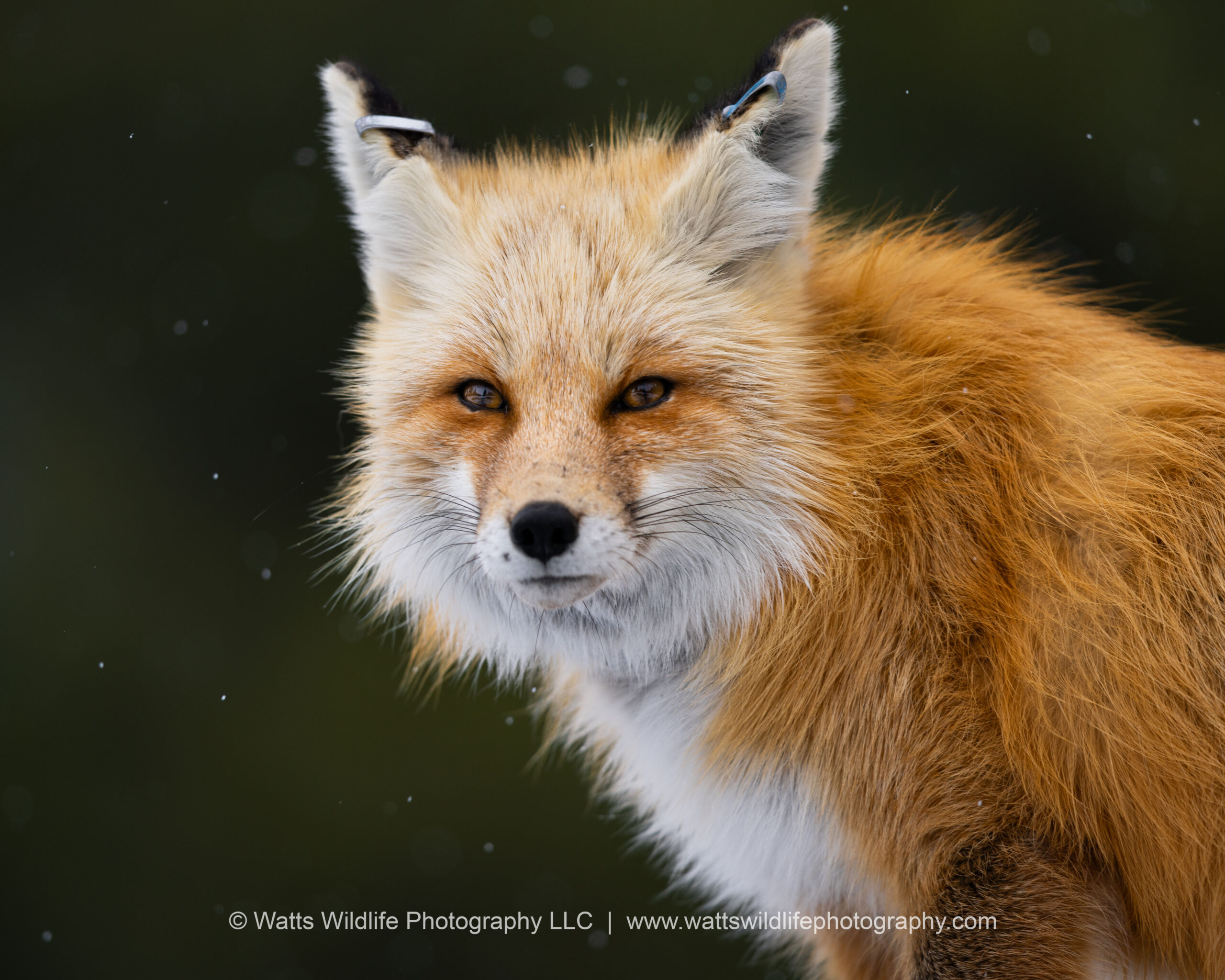 a close up of a fox