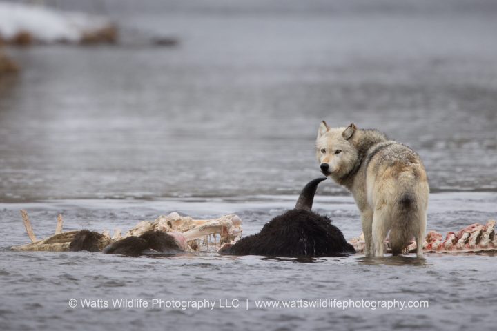a dog in a body of water