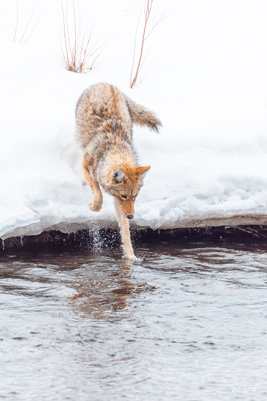 a brown dog standing in the snow