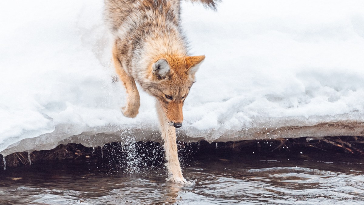 a coyote in yellowstone dips it paw in an icy creek. Photo by Rob Harwood