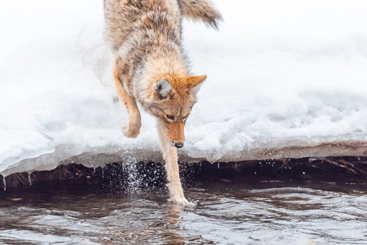 a coyote in yellowstone dips it paw in an icy creek. Photo by Rob Harwood