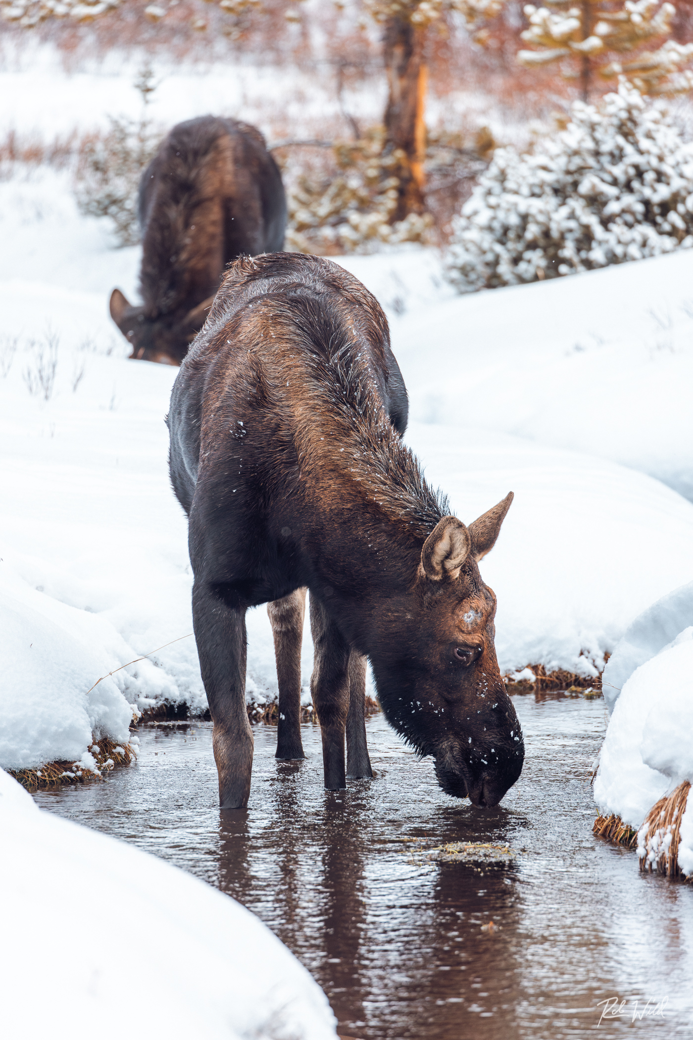 animal on the snow