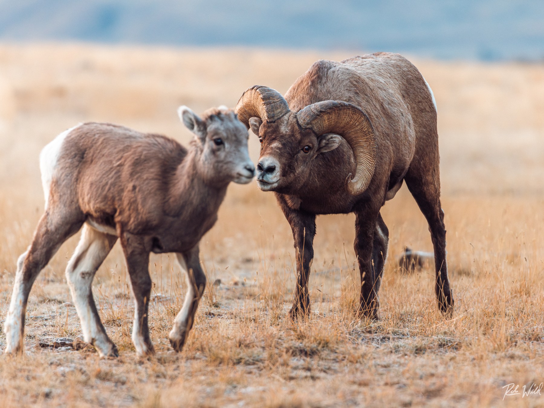 a mother and baby sheep standing on top of a dry grass field