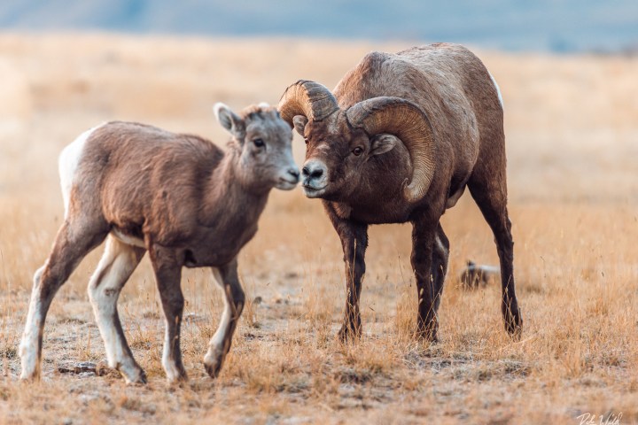 a mother and baby sheep standing on top of a dry grass field