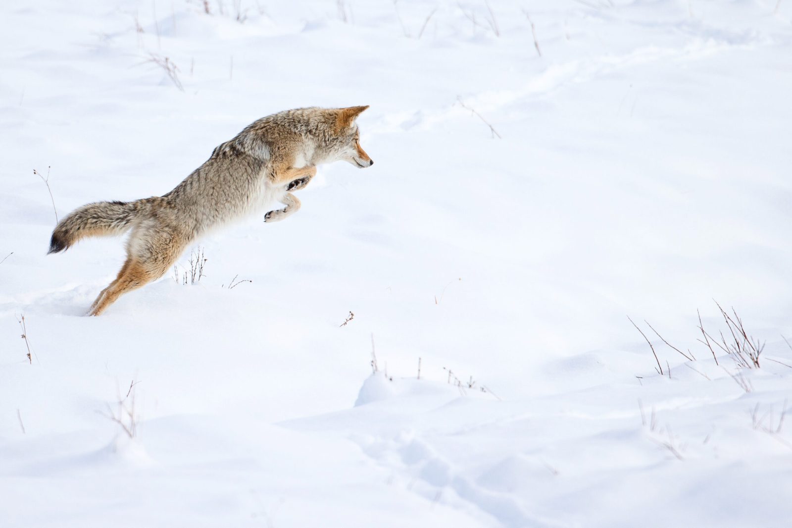 coyote pounding in winter - Rob Harwood