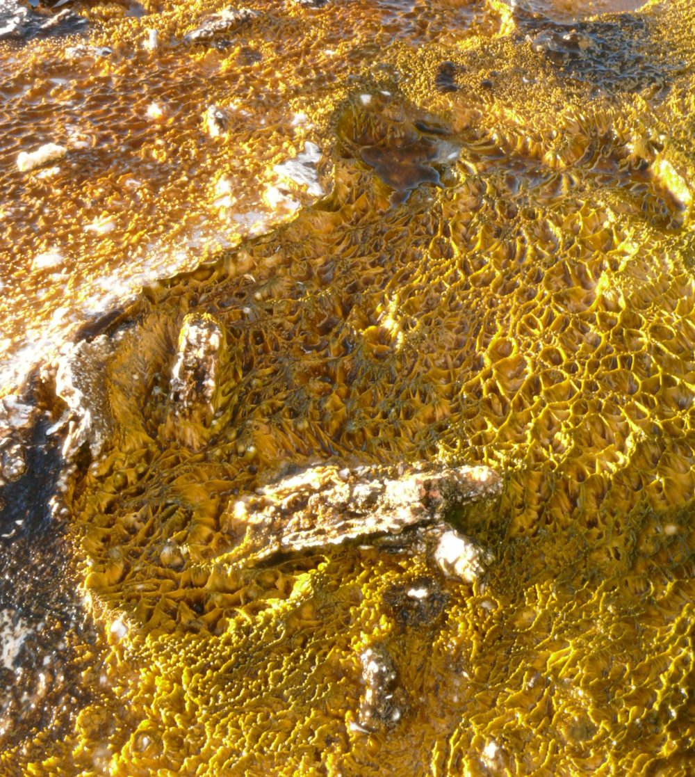 cyanobacteria mats in a thermal pool in yellowstone