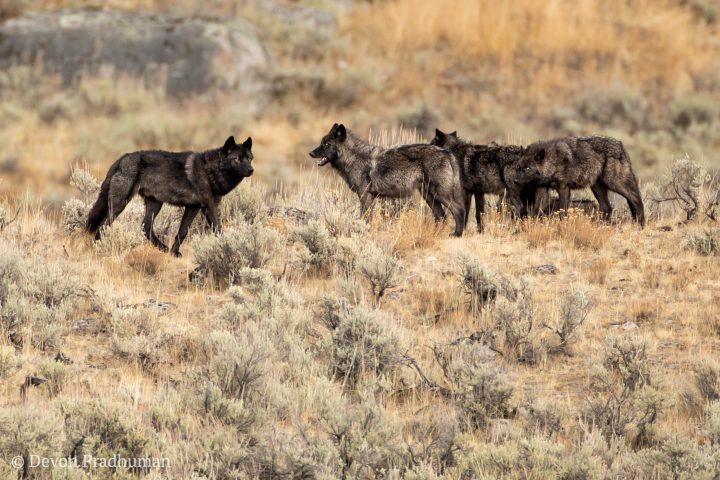 a group of sheep standing on top of a dry grass field