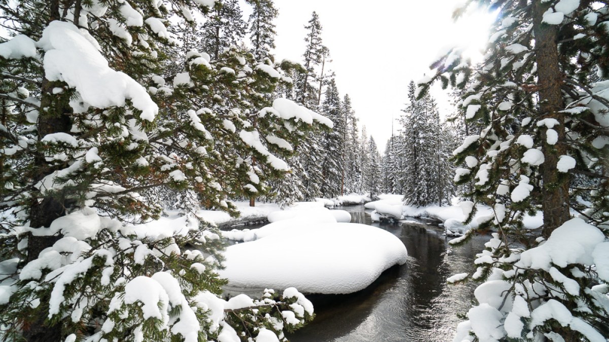 a snow covered forest