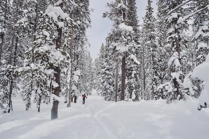 a group of people standing on top of a snow covered forest